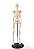 Esqueleto Humano 85 cm de Altura C/ Suporte - Imagem 5