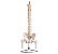 Modelo da Coluna Vertebral Humana com Pelvis e Fêmur - Imagem 1