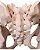 Pelvis Adulta - Feminina - Imagem 3