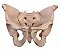Pelvis Adulta - Masculina - Imagem 4