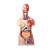 Torso Muscular Unissex 85CM 30 Partes - Imagem 1