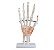 Articulação da Mão C/ Ligamentos - Imagem 1