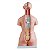 Torso de 45cm, Bissexual com Coluna Exposta, em 23 Partes - Imagem 2