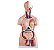 Torso de 85 cm, Bissexual, com Coluna Exposta, em 23 Partes - Imagem 1