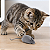Kit 2 Ratinhos Brinquedo para Gatos interativo Ratinho de pelúcia - Imagem 4