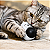 Pinguinzinho com Catnip Brinquedo para Gatos Erva do gato - Imagem 3