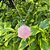 Colar Quartzo Rosa Estrela de Davi - Imagem 1