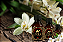 Pura Essência Vanilla Rich - Imagem 1