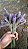 Buquê de Lavanda Dentata Desidratada 35 unidades - Imagem 2