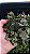 Melissa Desidratada (melissa officinalis) 20 gramas somente folhas - Imagem 2