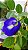 Fada Azul 100g (Clitoria ternatea) Desidratada Orgânica. - Imagem 2
