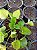 Muda Rara de Violeta Medicinal (Viola odorata) - Imagem 2