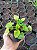 Muda Rara de Violeta Medicinal (Viola odorata) - Imagem 1