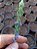 Muda Rara de Lavanda Hybrida - Imagem 3