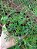 Artemisia camphorata - Imagem 1