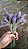 Buquê de Lavanda Dentata Desidratada 105 unidades - Imagem 1
