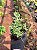 Muda Rara de hortelã variegata ( Mentha suaveolens 'Variegata') - Imagem 1
