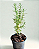 Muda Alecrim (Rosmarinus officinalis) - Imagem 1