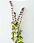 Muda de Manjerição (Ocimum basilicum) - Imagem 2