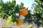 01 POTE de Antigripal DIET com vitamina C - 100% NATURAL - Imagem 3