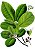 01 POTE  de CÁSCARA Sagrada + SENE – 500mg. com 60 Cápsulas - Flora Viva - Imagem 2