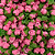 Rosinha Artificial 144 Unidades Cor 140 Rosa Chiclete - Imagem 1