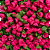 Rosinha Artificial 144 Unidades Cor 312 Rosa Pink - Imagem 1