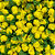 Rosinha Artificial 144 Unidades Cor 106 Amarelo Gema - Imagem 1