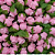 Rosinha Artificial 144 Unidades Cor 132 Rosa - Imagem 1