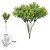 F.PICK GRASS PLT. X5 (VERDE) 20cm (FLORARTE) - Imagem 1