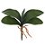 F.FOLHA ORQUIDEA PHALAENOPSIS C/ARAME X5 (VERDE) 26cm (FLORARTE) - Imagem 1