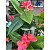A.PLUMERIA. REAL TOQUE C/POTE X10 (ROSA) 1,2m (FLORARTE) - Imagem 2