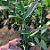 Cattleya Amethystoglossa tipo (Jéssica X sibling) - Imagem 2