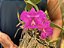 Cattleya Walkeriana Pelórica "Benza Deus" - Imagem 3
