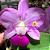 Cattleya Walkeriana Feiticeirinha "Sulamita" - Imagem 1