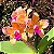 Três Cattleyas Amethystoglossa Áurea - Imagem 2