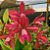 Frascos de Cattleya guttata RARIDADE - Imagem 3
