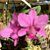 Frascos de Cattleya walkeriana Vinicolor - Imagem 2