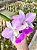 Cattleya walkeriana FANTASIA - Imagem 1