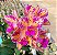 Frascos de Cattleya amethystoglossa Áurea "Marcos Júnior" - Imagem 4