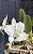 Cattleya walkeriana ALBA "Do Ovídio" - Imagem 5