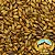 Malte Chateau Special B 100g - Imagem 1