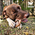 Vergalho bovino (1 un.) - Budopet - Imagem 8