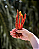 Filézinho Suíno (100g) - LUV - Imagem 1