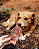 Bexiga Bovina (150g) - LUV - Imagem 3