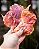 Bexiga Bovina (150g) - LUV - Imagem 1