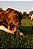 Garganta bovina (2 un.) - Lecker - Imagem 6