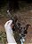 Bifinho bovino (100g) - LUV - Imagem 2