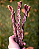 Esôfago suíno (150g) - LUV - Imagem 1