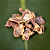 Carne ovina (100g) - LUV - Imagem 2